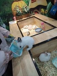 -神奇动物撸宠馆·羊驼·小浣熊·异宠(豫园店)