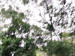 -南宁良凤江国家森林公园