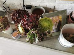 -双季花艺园艺市场(浦东店)