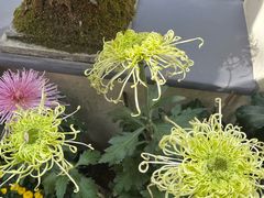 -无锡丽笙精选酒店