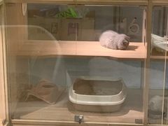 -BABIT巴比特宠物(MOMOPARK店)