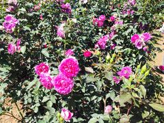 -人民公园(罗湖区)