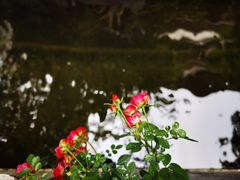 -谷咖啡·鲜花绿植花园餐厅