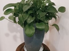 -格桑花开药膳蔬食文化空间