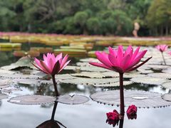 -中国科学院西双版纳热带植物园