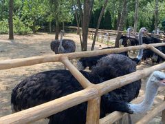 -大连森林动物园