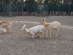 -北京麋鹿生态实验中心