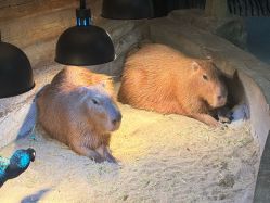 -Zoolung Zoolung动物主题公园(海信广场店)