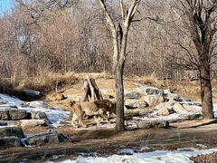 -北京野生动物园