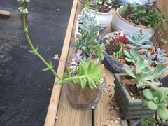 -龙大花卉苗木市场