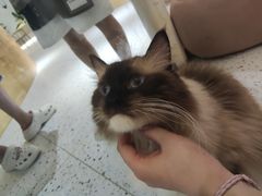 -猫域·湾主题猫咖·宠物吧(南坪城市广场店)