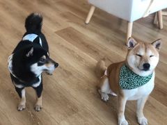 -柴犬小屋·柴餐厅·狗咖食堂(金鼎广场店)