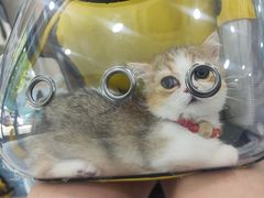 -安安宠医宠物医院·异宠·犬猫内科(岳阳分院)