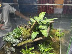 -上海大自然野生昆虫馆(东方明珠·爬宠昆虫探索中心)