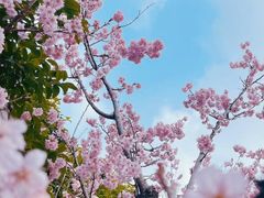 -顾村公园