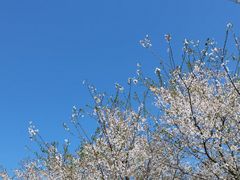 -径山花海
