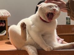 -有猫主题·治愈系猫咖(曾厝垵店)