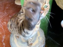 -猫猫幼稚园·撸猫·桌游·电玩