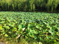 -桐乡植物园