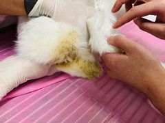 -北京观赏动物医院·24小时大型综合·猫专科·异宠专科