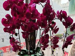 -新雅粤菜馆(南京东路店)