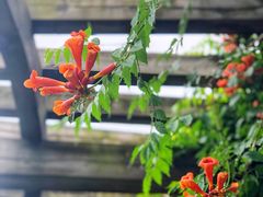 -白塘生态植物园