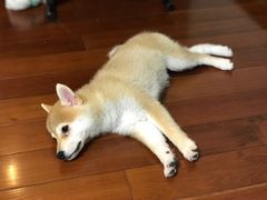 -PETKIT 小佩宠物·低压洗护·美容·寄养(安远店)