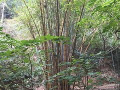 -滴水岩森林公园