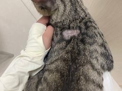 -宠颐生汉谟拉比宠物医院