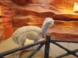 -酷嗒动物文化乐园(cutezoo西溪乐天城店)