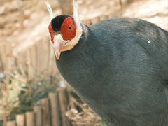 -青藏高原野生动物园