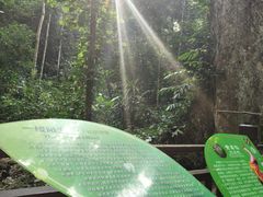 -西双版纳原始森林公园
