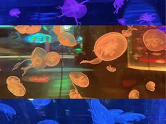 -海合安成都极地海洋公园