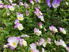 -新虹桥中心花园
