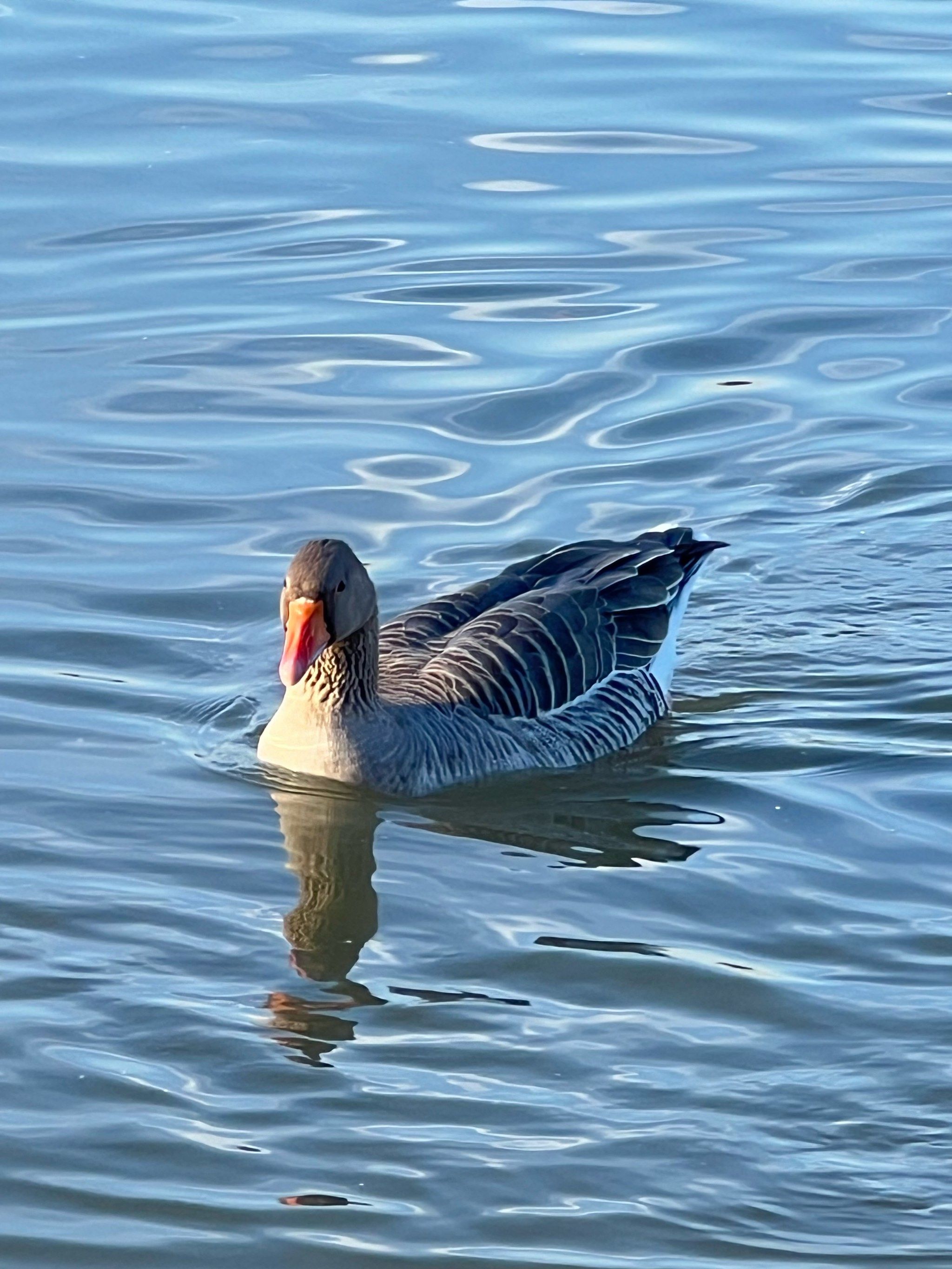 鸿雁群中发现一只落单的灰雁