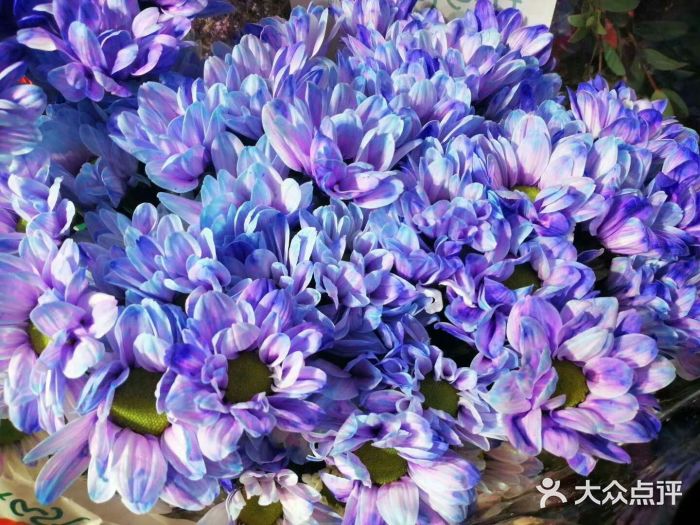 长春青怡坊鲜花批发(青怡坊花鸟市场店)图片