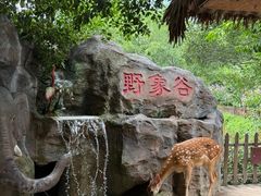 -野象谷景区