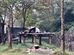 -都江堰中华大熊猫苑