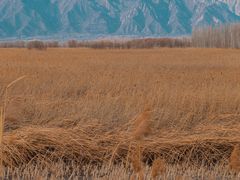 -野鸭湖国家湿地公园