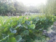 -莲湖公园