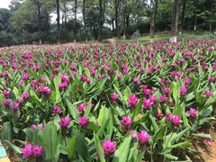 -松山湖梦幻百花洲