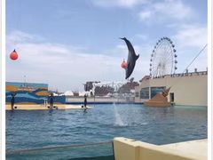 -秦皇岛乐岛海洋王国