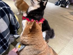 -逗柴咖啡屋·狗咖猫咖宠物桌游
