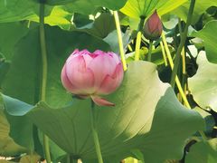 -莲花池公园
