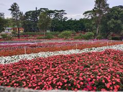 -松山湖梦幻百花洲