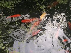 -谷咖啡·鲜花绿植花园餐厅