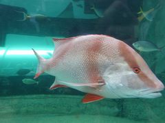 -悉尼海洋生物水族馆