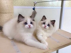 -Bastet sally猫舍购宠(静安店)