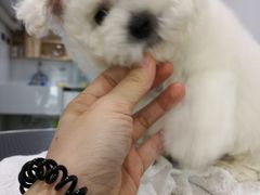 -有宠宠物(YOUCOIN·未来店)