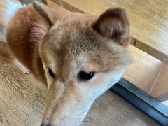 -南京Hallo宠物乐园·哈罗犬舍·柴犬繁育基地